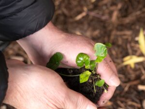 A person holds a small green plant in their hands